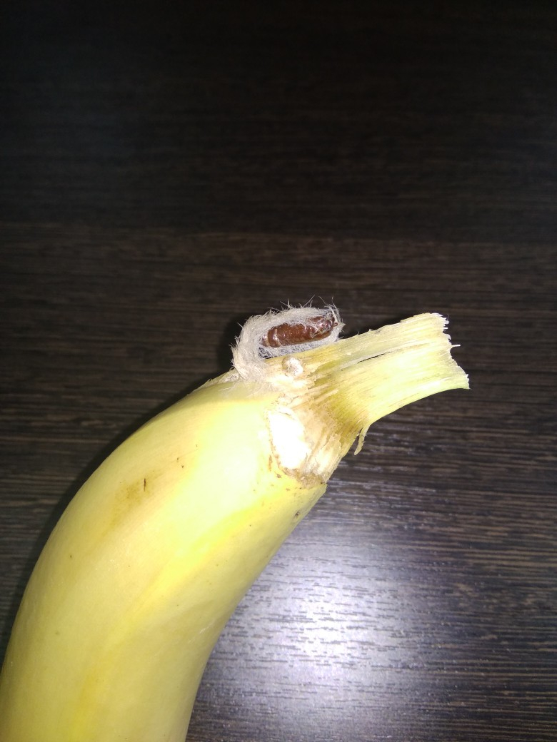 "Ядовитый паук?": пензенцы обсуждают живность в бананах