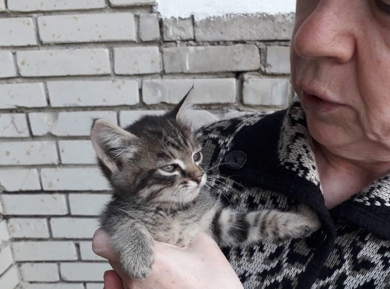 «Котенка возвращают из-за опухоли на животике»: какая судьба ждёт сироту в Пензе