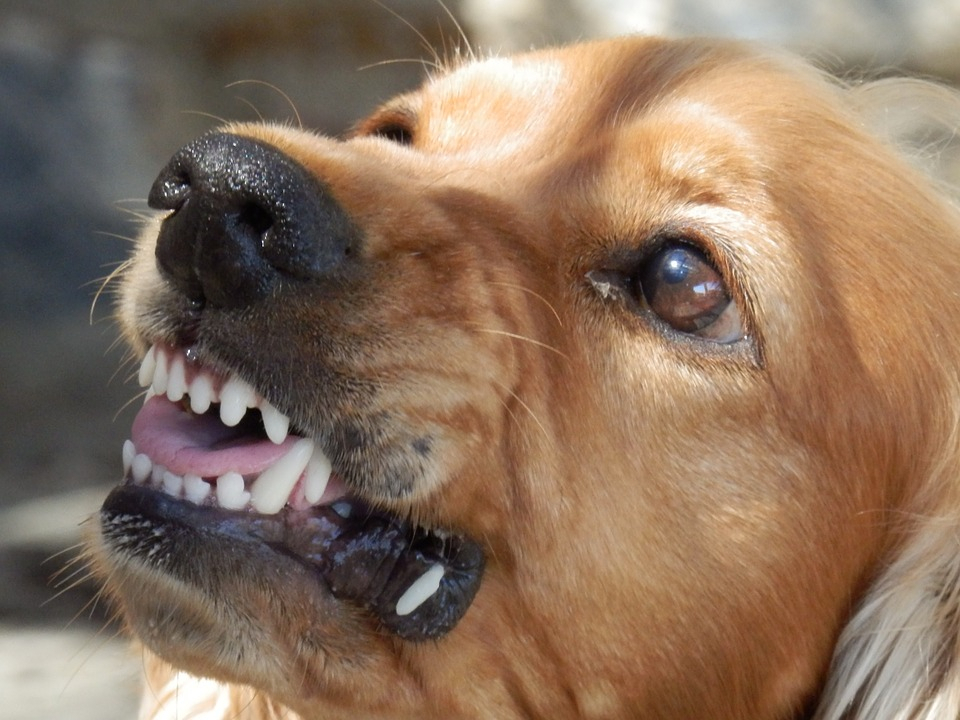 В Пензенской области бездомная собака набросилась на 14-летнюю девочку