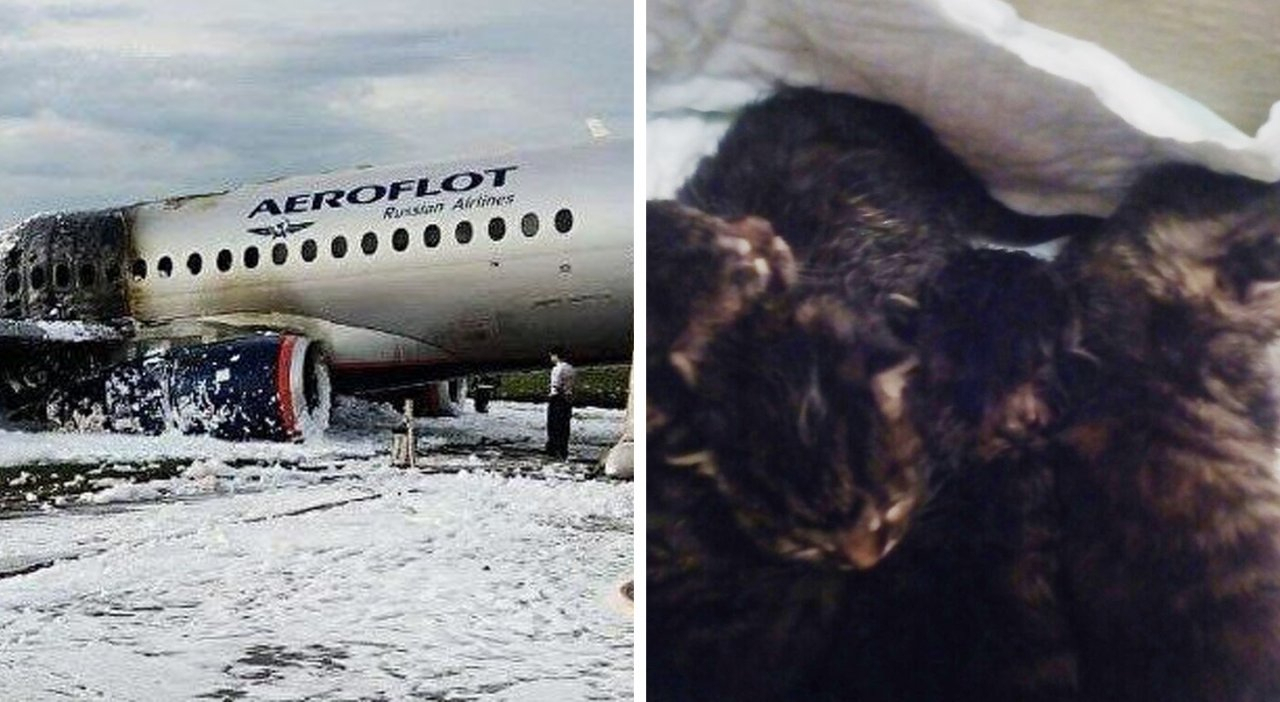 Дайджест за вчера: столкновение, Крид о трагедии в аэропорту, котята в мусорке