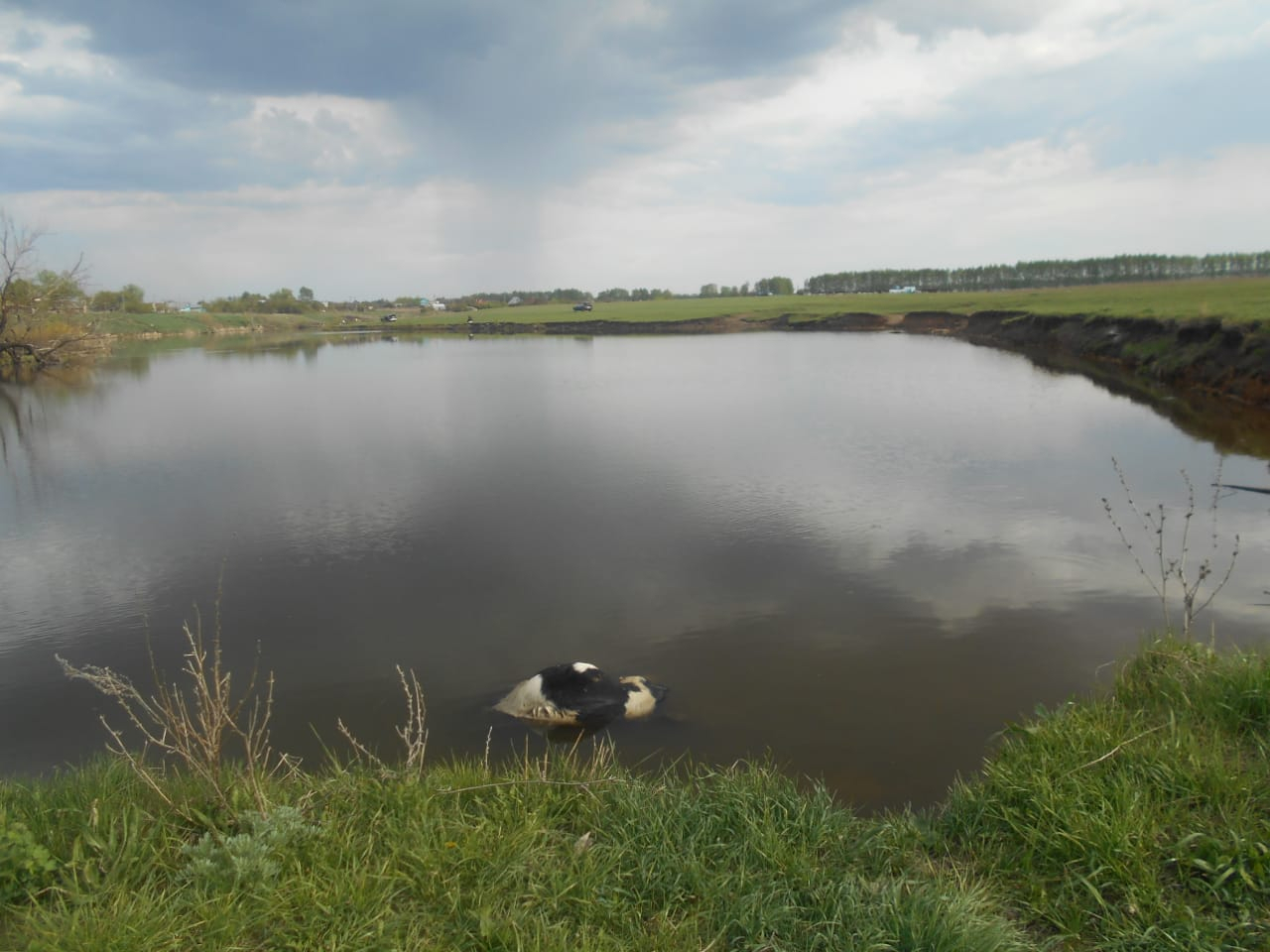 "Выкинули в пруд": в Пензенской области мертвого теленка бросили в водоем