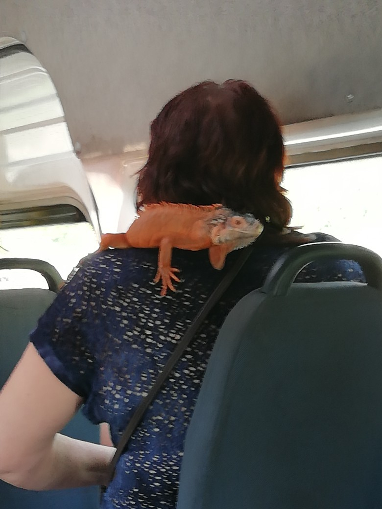 "Поездка до Вестероса": пензячка ехала в маршрутке с "драконом" на плече