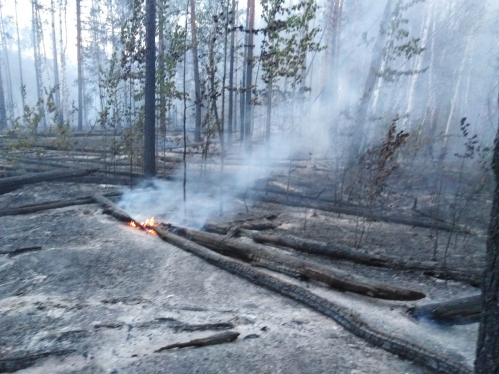 Спасатели защитили лес от страшного пожара в Пензенской области