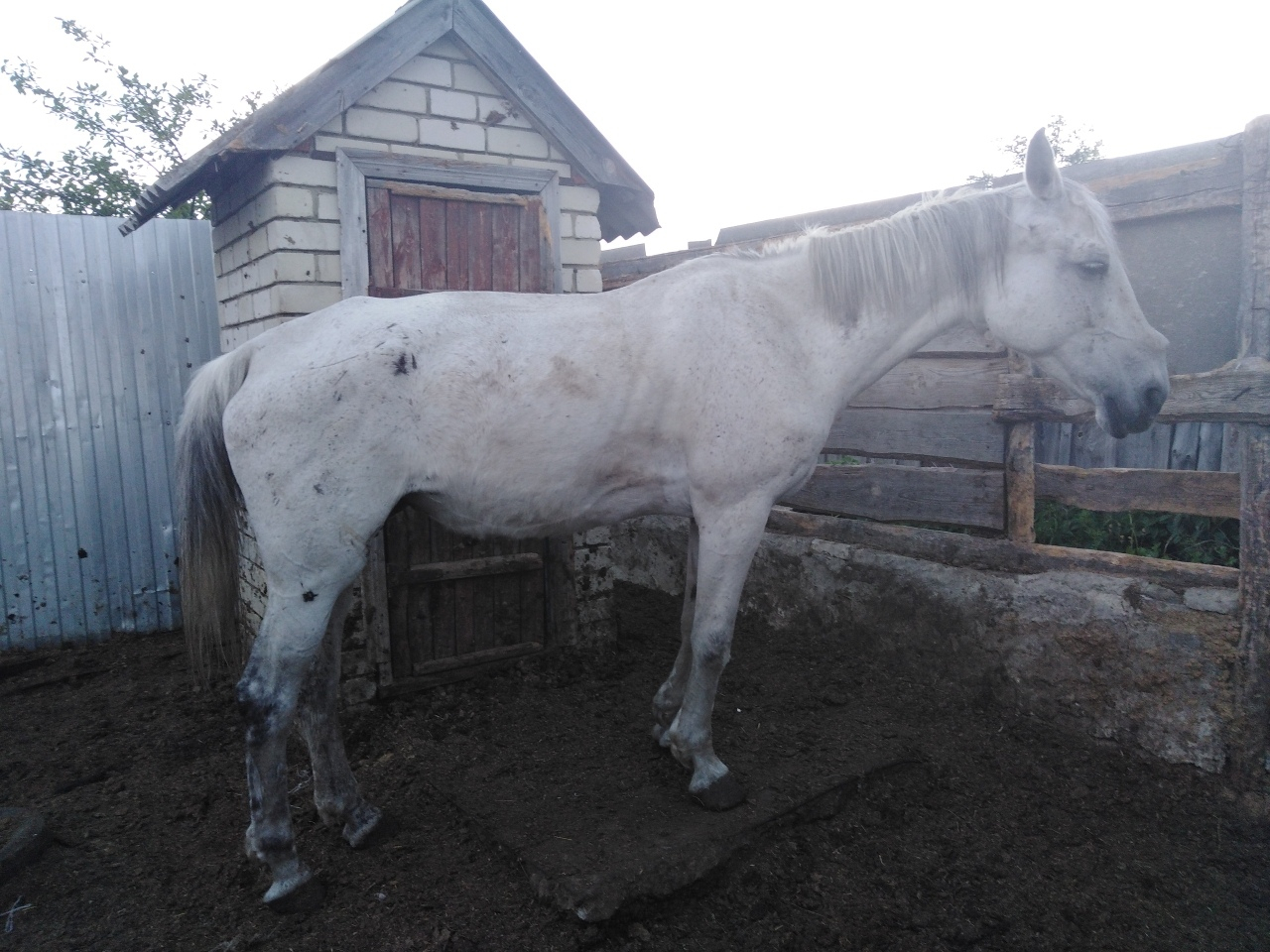 "Волосы дыбом встают!": пензенцы шокированы жестоким обращением с лошадью в Кузнецке