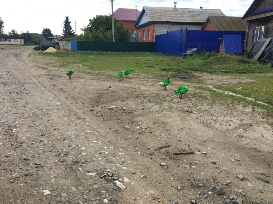Фотоновость: в Пензенской области "вывели" породу зеленых гусей