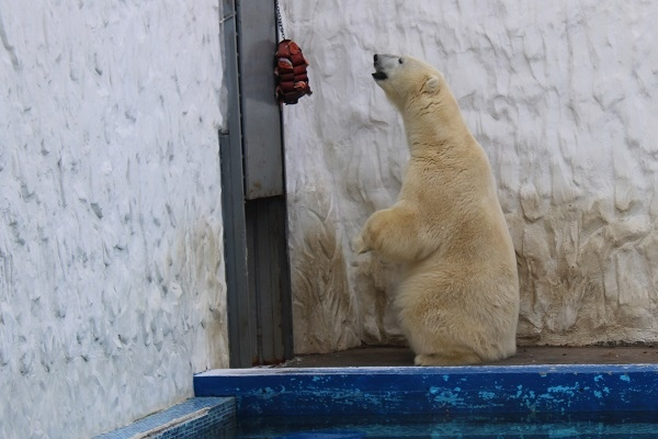 Пензенцы не смогут увидеть белого медведя в зоопарке