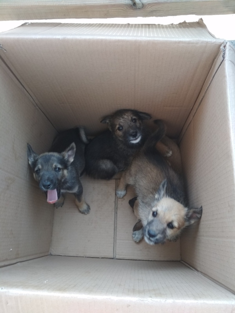 "Нескольких раздавили дальнобойщики": в Пензе ищут дом для спасенных щенков