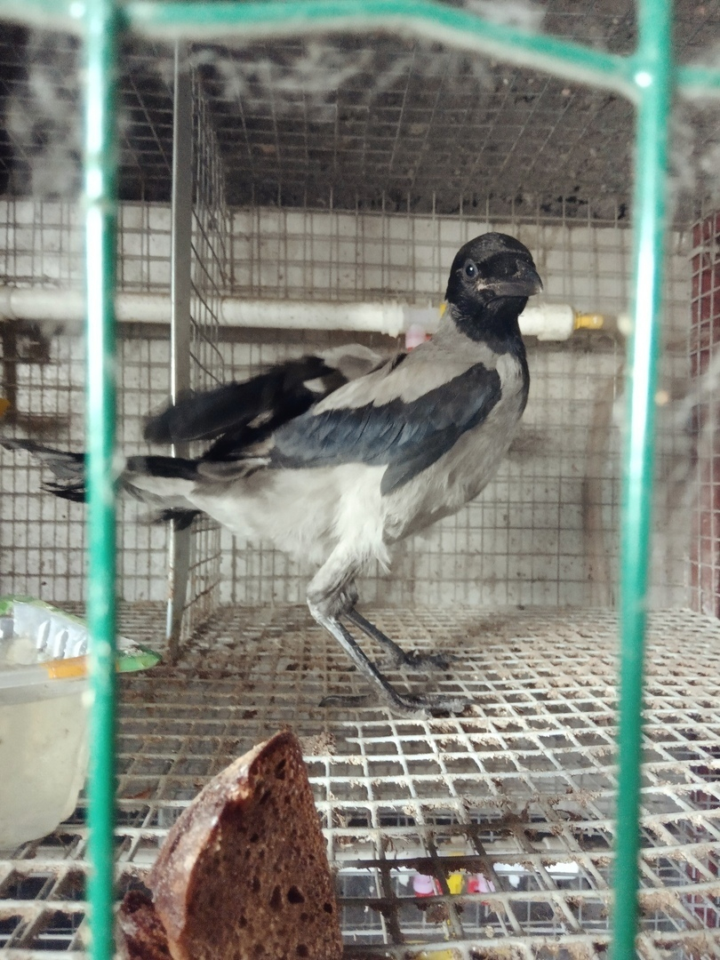 "Вороны охраняли ее от кошек и собак": пензенец ищет дом раненой птице
