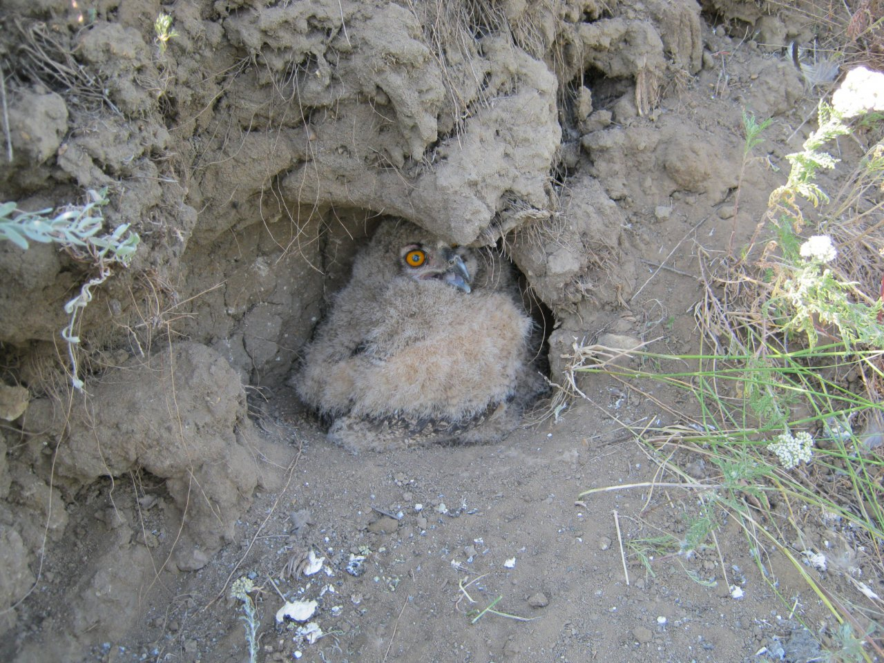 В Пензенской области обнаружили гнезда редких хищников