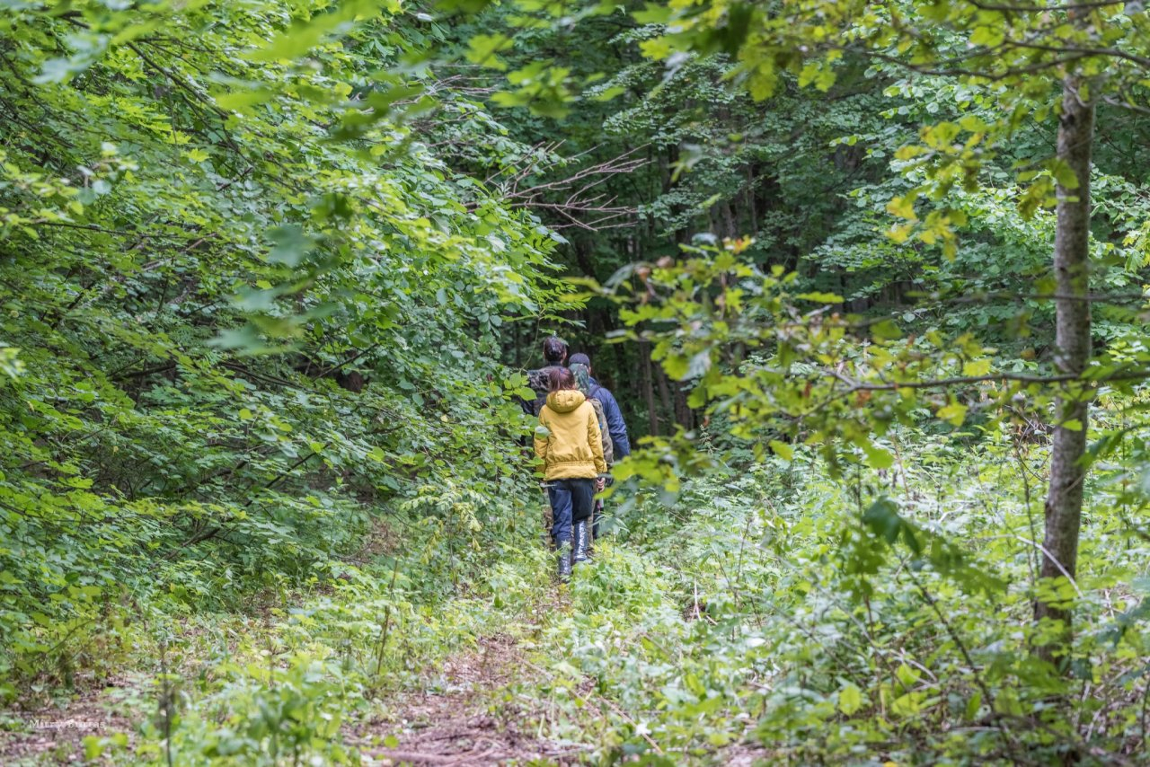 В Пензе пенсионерка пошла за грибами и пропала