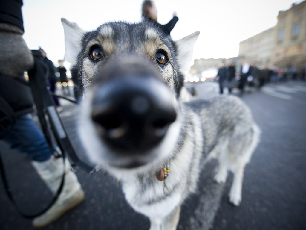 "Эти породы представляют угрозу": пензенцам рассказали, какие собаки опасны для человека