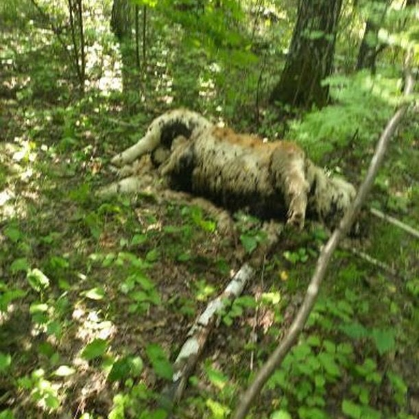 В Пензенской области грибники нашли в лесу мертвого медведя