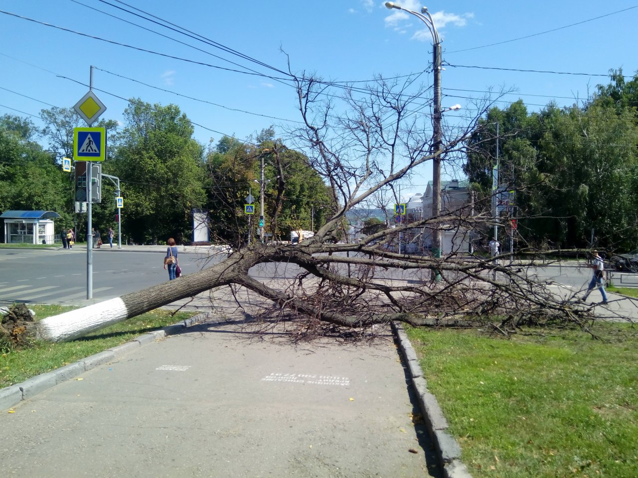 В Пензе общественники похлопотали, чтобы с тротуара убрали рухнувшее дерево
