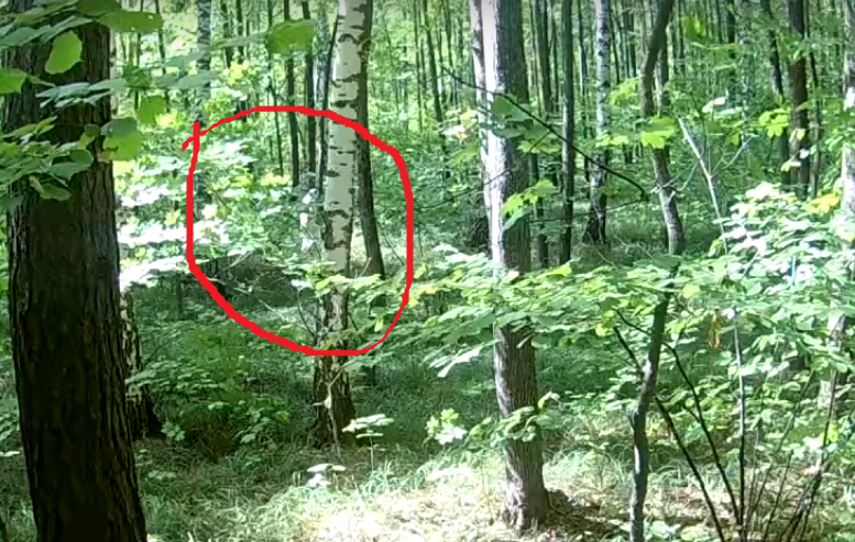 Охотник заснял на камеру Йетти в пензенском лесу