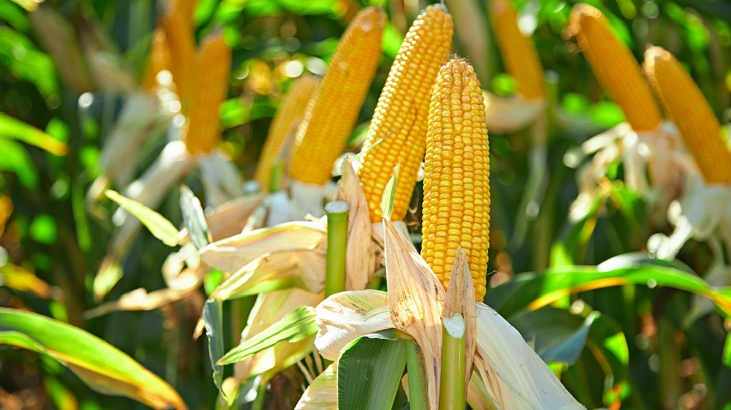 Купить семена гибридов кукурузы SYNGENTA® можно только у официальных дилеров