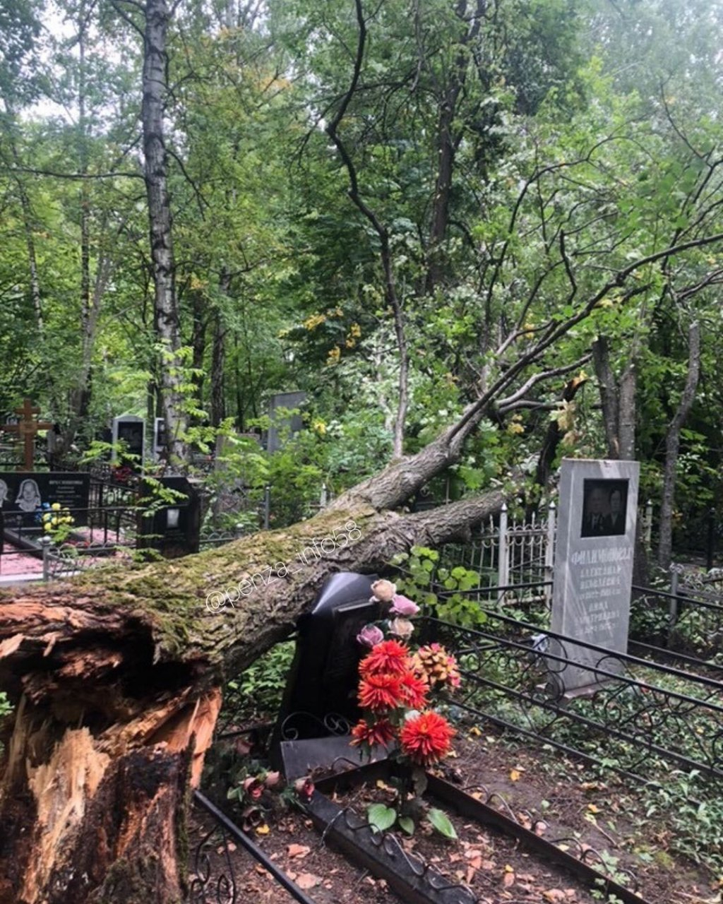 "Там ходить опасно": в Пензе на кладбище рухнуло дерево и повредило памятники