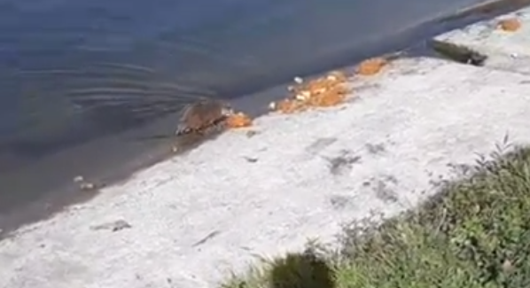 Пензячка встретилась на берегу с жадной ондатрой - видео