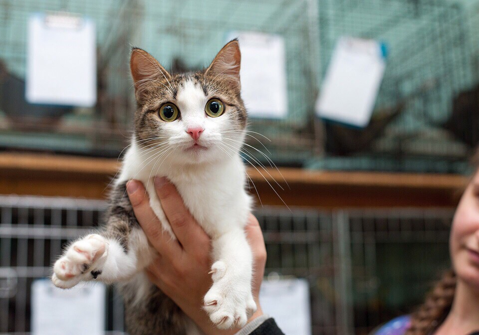 В Пензе появится новый центр помощи бездомным животным