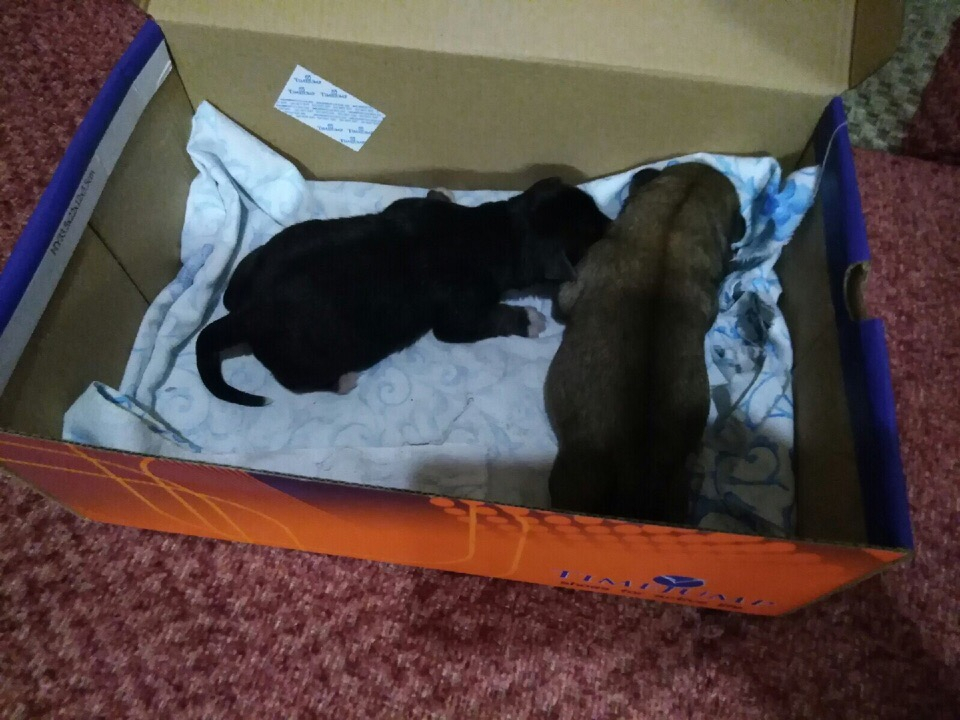 "Топили в пакете и выбросили в мусорку": в Пензе спасенные малыши нуждаются в помощи