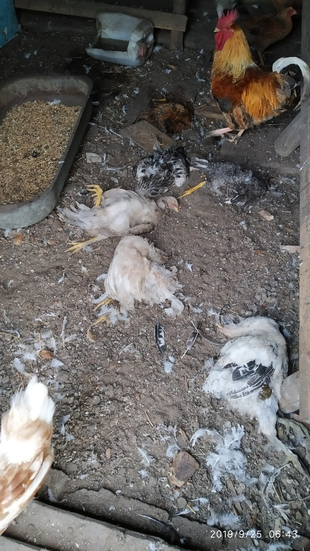 Зубастые бестии: пензенцы сообщают о бродячих собаках, которые "давят" скот