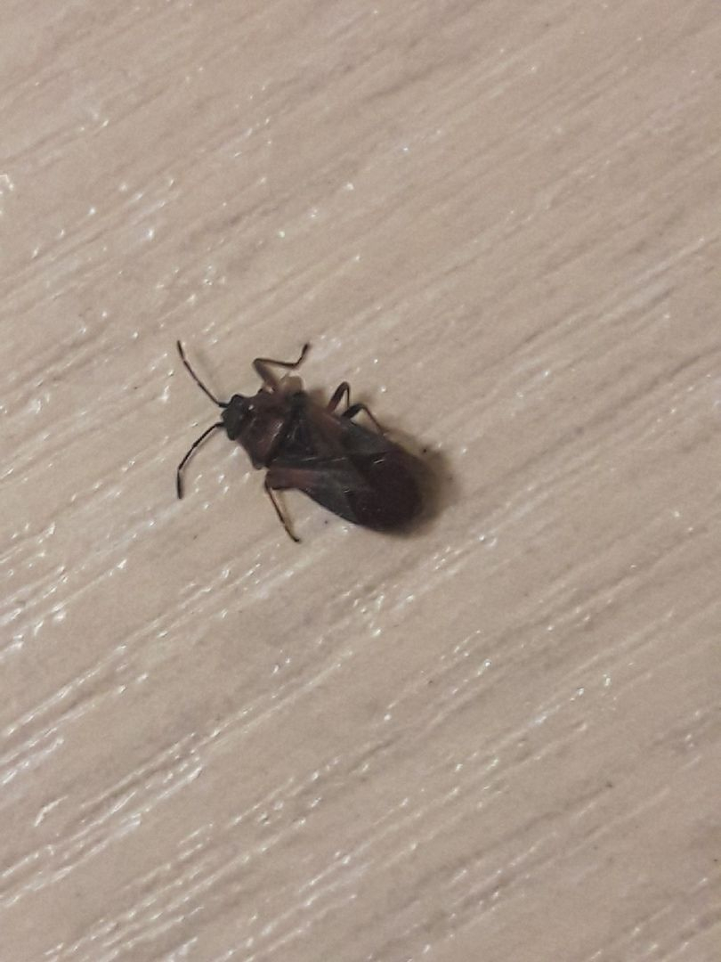 "Ребенку в ухо заползет": в квартирах пенезенцев появляются странные насекомые