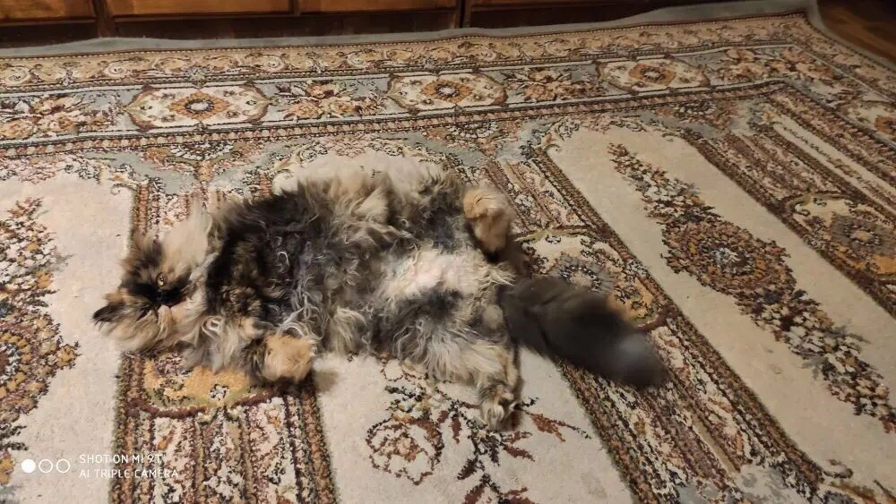 Кошка-филин с усами Боярского обрела в Пензе дом и научилась маскироваться под ковры