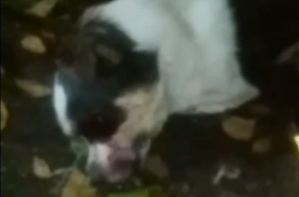 «Собачка бедная, умирает лежит»: в Пензенской области избили щенка до полусмерти – видео (18 +)