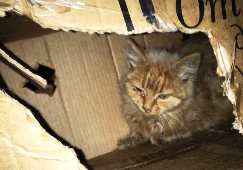 В Пензе неизвестные заперли в коробке и выбросили на улицу больного кота