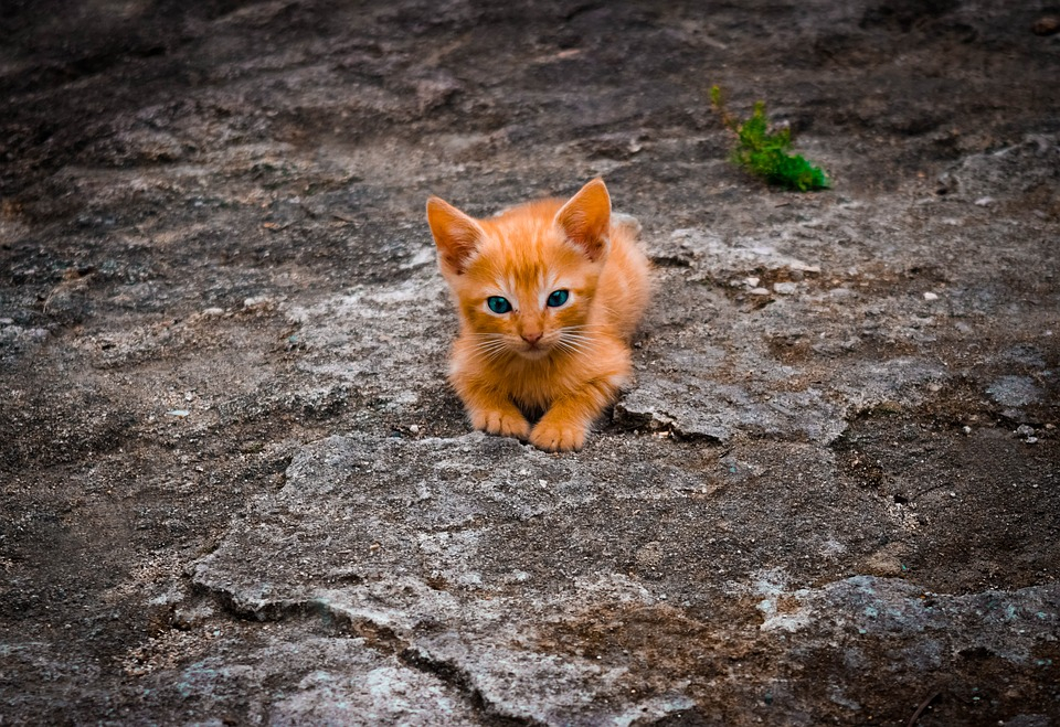 Российские подвалы откроют для кошек: что об этом думают пензенцы?