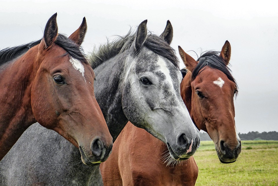 В Пензенской области пропали 16 лошадей