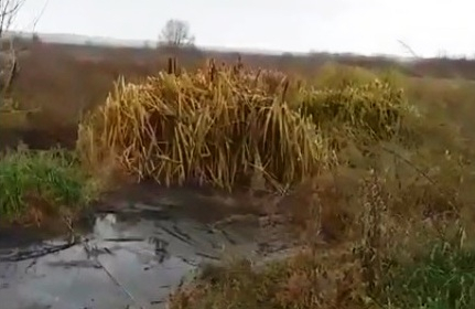 Жительница Пензенской области рассказала, как село утопает в фекалиях