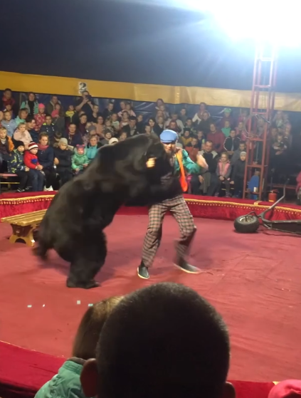 На глазах детей: в Карелии разъяренный медведь вгрызался в дрессировщика из Пензы - видео