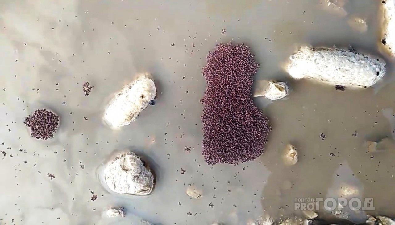 «Мама, это не муравьи!»: пензенцы сообщают о странных существах в воде