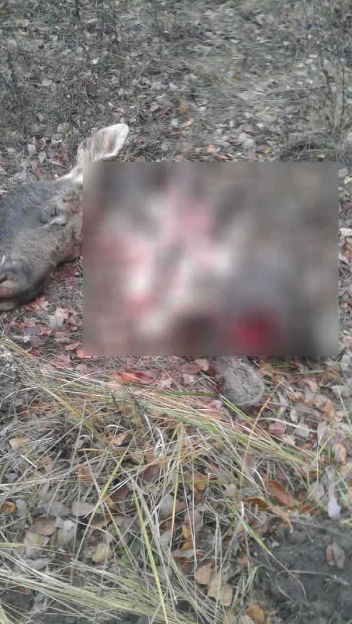 В Пензенской области браконьеры расчленили лосей