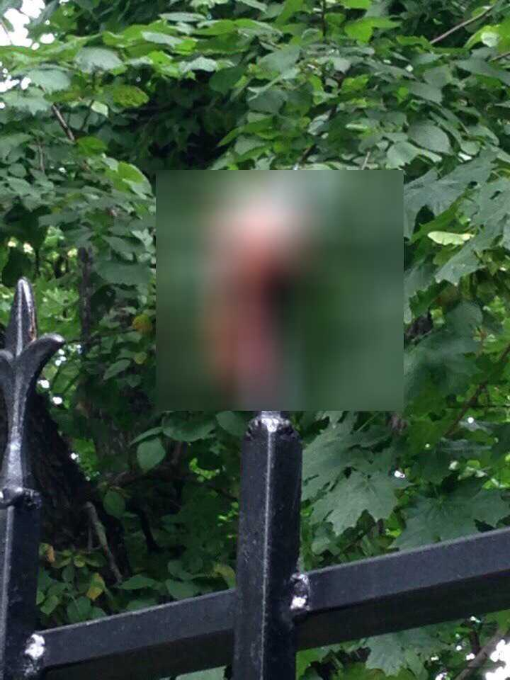 В Сети рассказали, как мужские гениталии оказались на заборе в Кузнецке Пензенской области