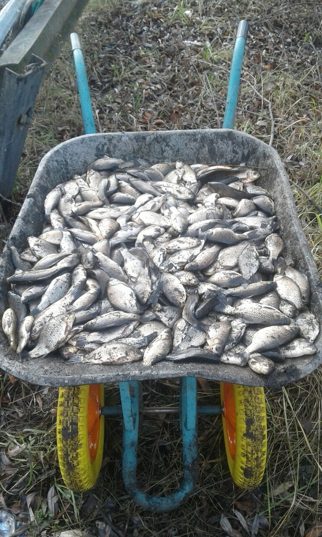 Открывают рот и барахтают хвостиком: в Пензенской области массово гибнет рыба