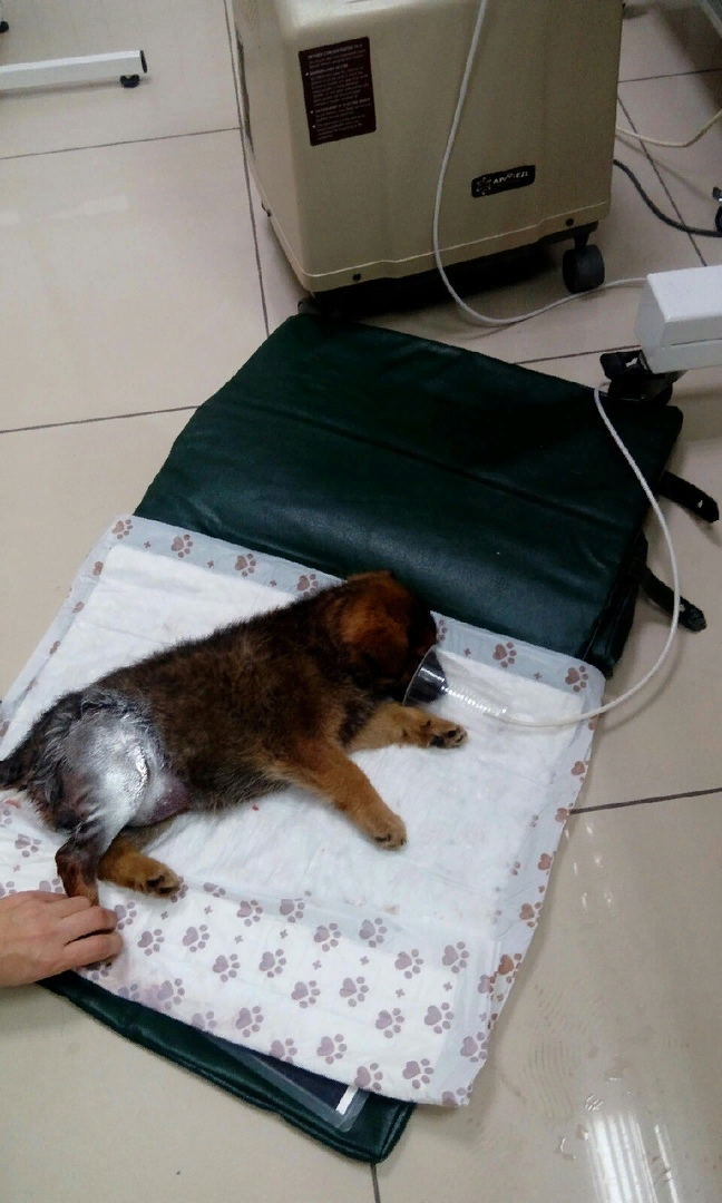 На стройке в Пензе неизвестный жестоко избил двухмесячного щенка