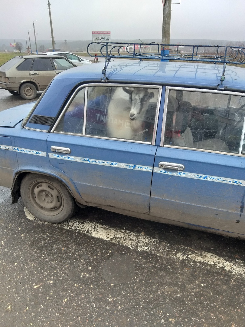 "Иванушка, ты ли это?": пензенцы в Сети шутят над козой в авто