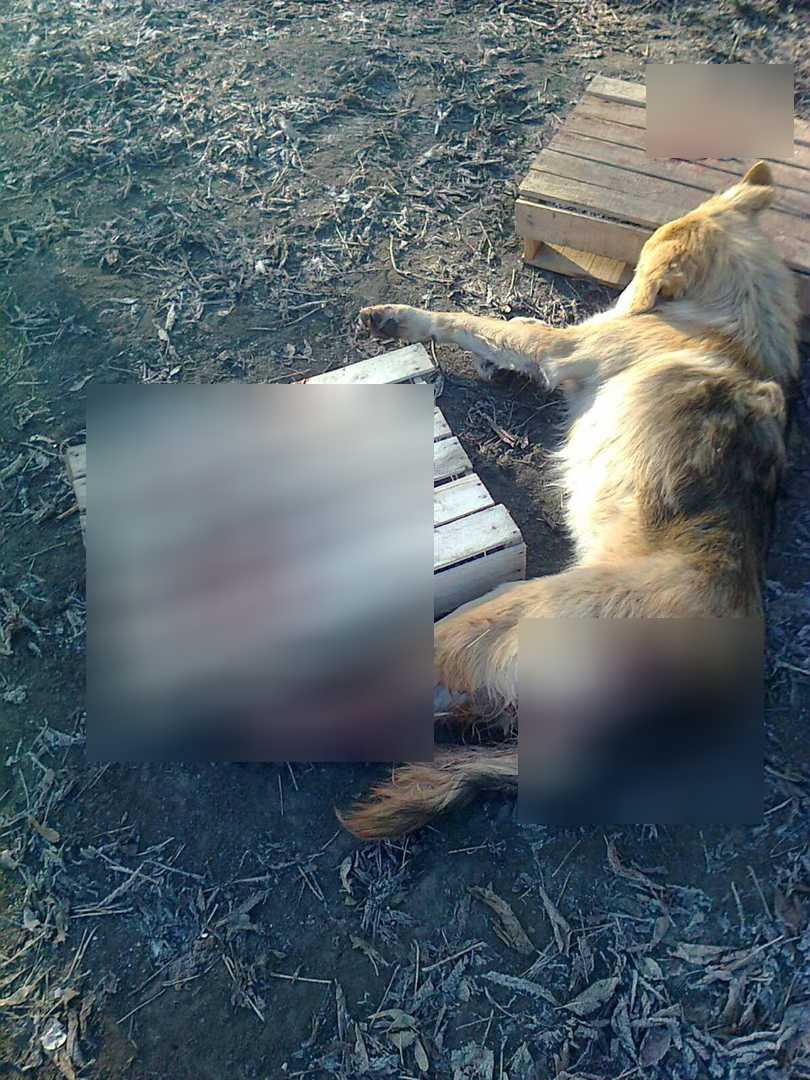 "Их обездвиженные тела лежали в крови": пензячка сообщила о жестокой расправе со щенками