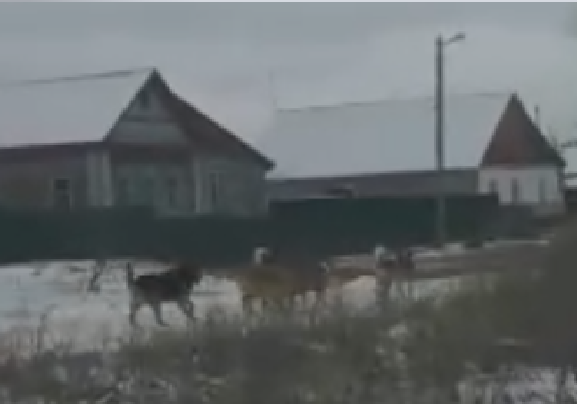 Стая собак терроризирует пензенское село - видео