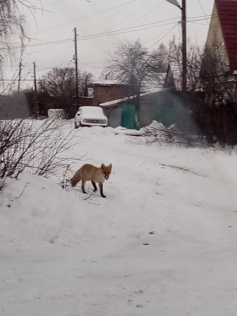 На улицах города Пензенской области бегает лиса - фото