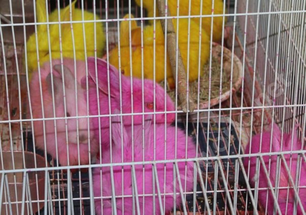 Животных отправляют в утиль - зоозащитница из Пензы прокомментировала отказ от контактных зоопарков