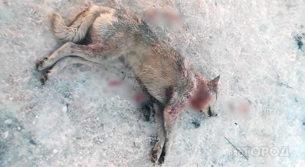 "Убита наша хаски": в Пензе неизвестные хладнокровно расправились с собакой