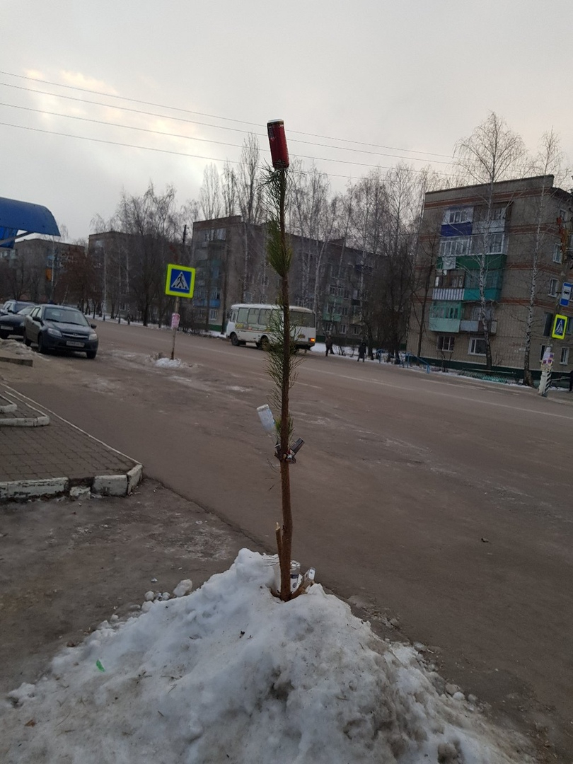 Какой год, такая и елка! В Пензенской области нашли самое бюджетное дерево