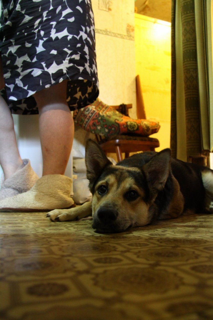 Пензенцев предупредили об опасной болезни четвероногих питомцев