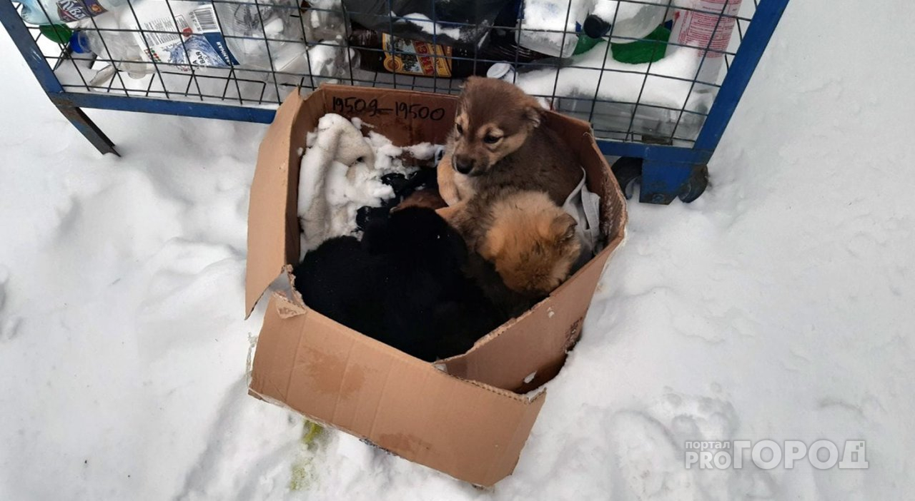 В Пензенской области на мороз выкинули маленьких щенят