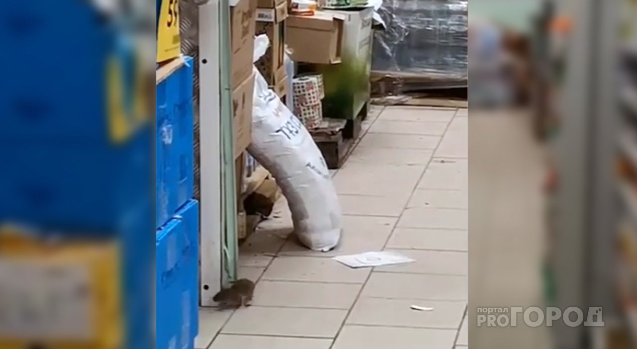 Огромных крыс засняли в продуктовом магазине города – видео