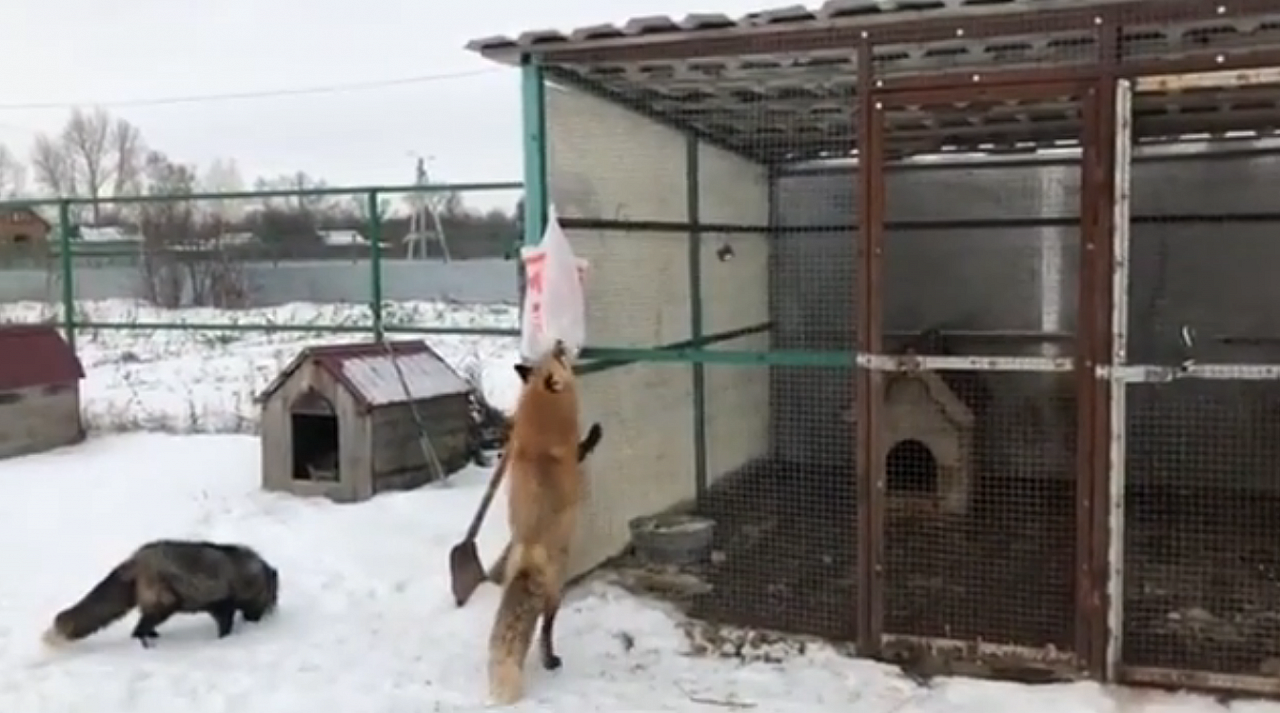 В Пензенской области мужчина разводит и дрессирует лисиц – видео