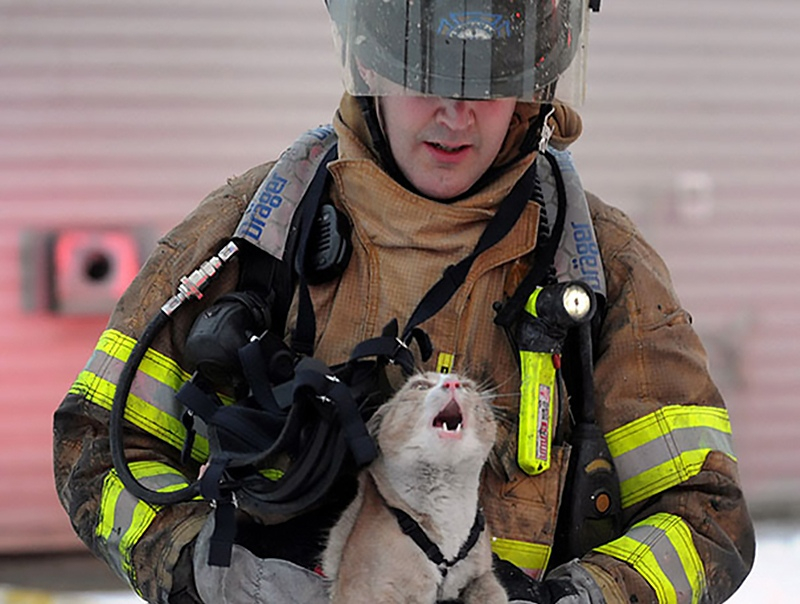 Спасатели-герои: в Пензе"вырезали" застрявшую в трубке кошку
