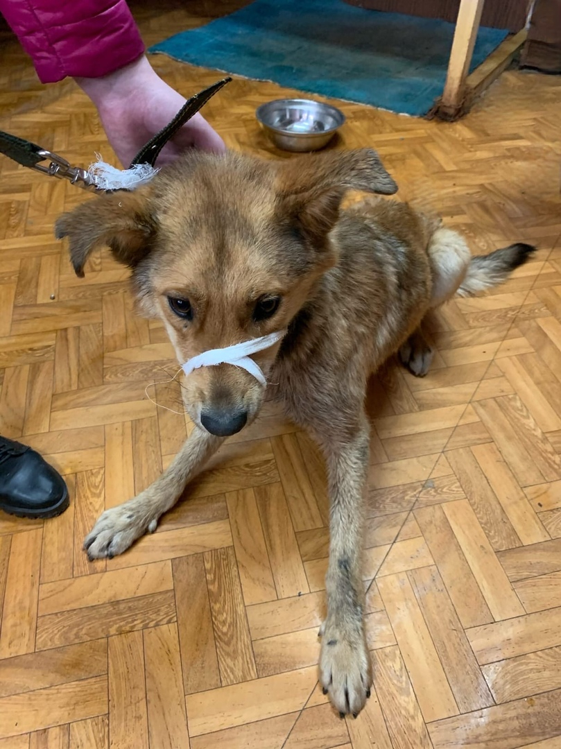 История спасения собаки из пензенского котлована: как это было и что с животным сейчас